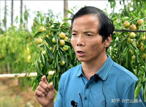 棗 想約你 冬棗分選線推動產(chǎn)品標準化升級