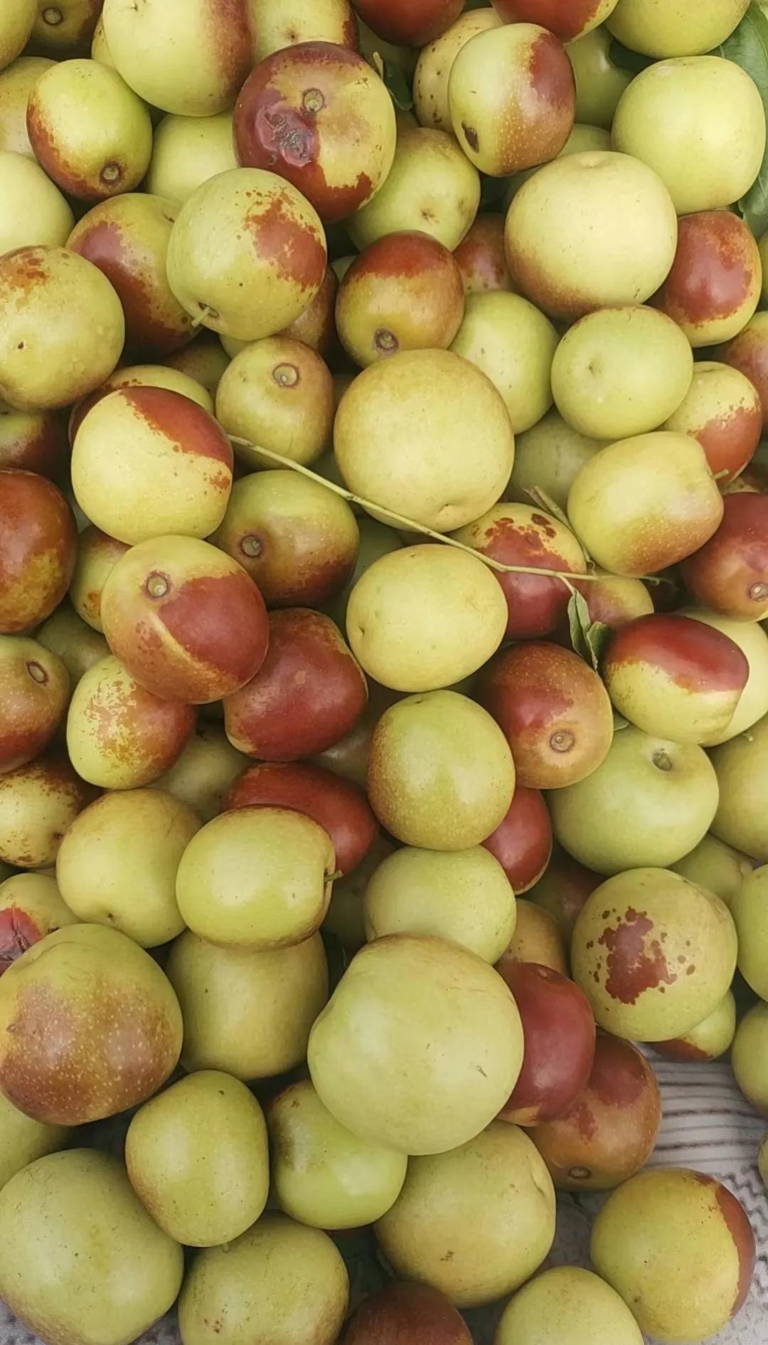 咬一口就上頭！黃驊冬棗甜到心坎里