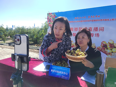 河北黃驊 古貢棗園話(huà)豐收，特色農(nóng)業(yè)促振興